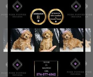 Maltipoo Puppy for sale in WARSAW, IN, USA