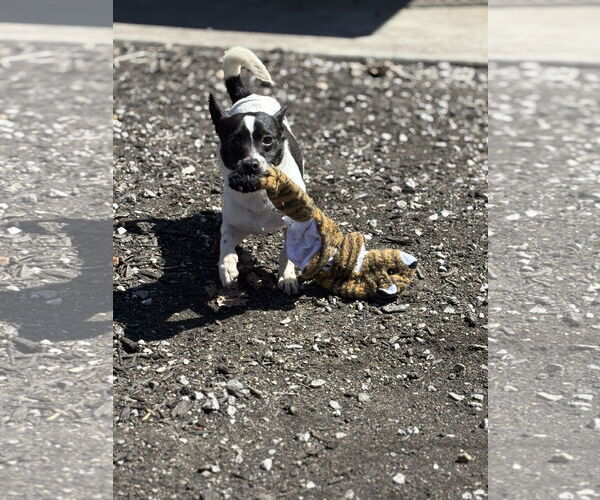Medium Photo #3 Jack-Rat Terrier Puppy For Sale in Plainfield, IL, USA