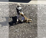 Small #2 Jack-Rat Terrier