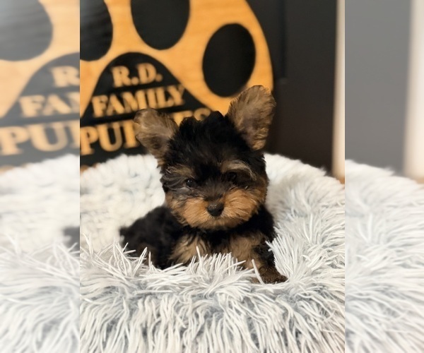 Medium Photo #2 Yorkshire Terrier Puppy For Sale in CROSSVILLE, TN, USA