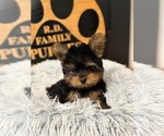 Small #1 Yorkshire Terrier
