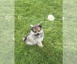 Small #4 Pomeranian