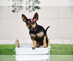 Small #5 Chihuahua