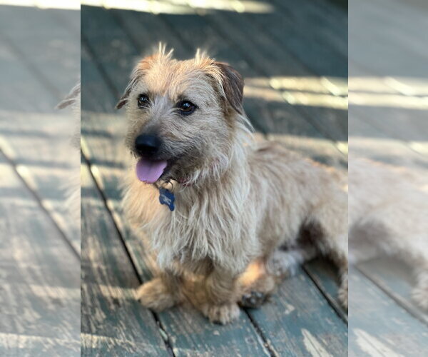 Medium Photo #2 Norfolk Terrier-Unknown Mix Puppy For Sale in Lakemont, GA, USA