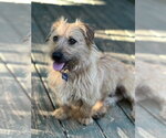 Small #1 Norfolk Terrier Mix
