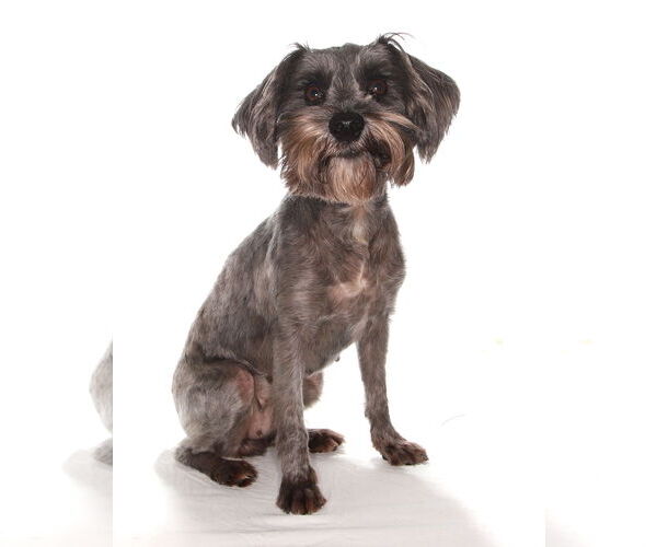 Medium Photo #2 Shih Tzu Puppy For Sale in Oakland Park, FL, USA