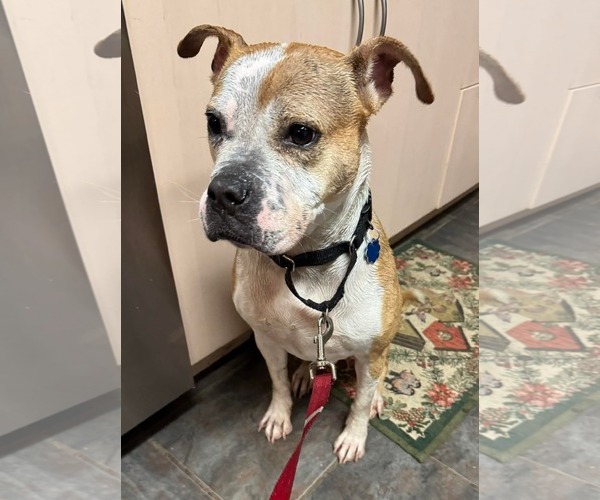 Medium Photo #3 American Pit Bull Terrier-Unknown Mix Puppy For Sale in Germantown, OH, USA