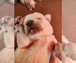 Small Photo #6 Labrador Retriever Puppy For Sale in LEBANON, MO, USA