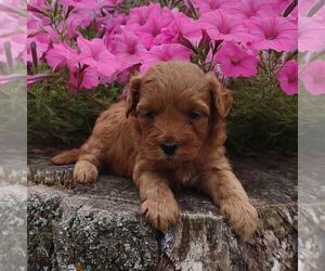 Goldendoodle-Poodle (Miniature) Mix Puppy for sale in STANLEY, WI, USA