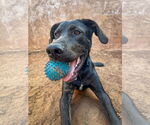 Small #10 Labrador Retriever Mix