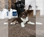 Small #1 Miniature Australian Shepherd