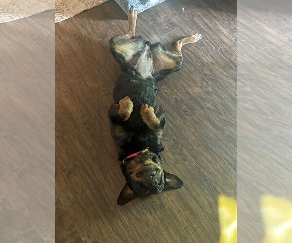 Medium Photo #6 Rottweiler Puppy For Sale in White Hall, AR, USA