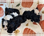 Puppy Full litter YorkiePoo