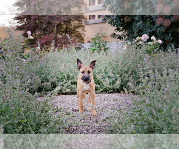 Medium Photo #3 Mutt Puppy For Sale in Sandy, UT, USA