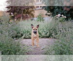 Small #2 Mutt