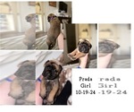 Puppy Prada Bullmastiff