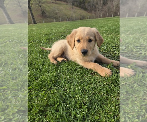 Medium Photo #1 Golden Retriever Puppy For Sale in WILLIAMSTOWN, KY, USA