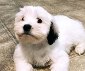 Mal-Shi Puppy for sale in LEBANON, CT, USA