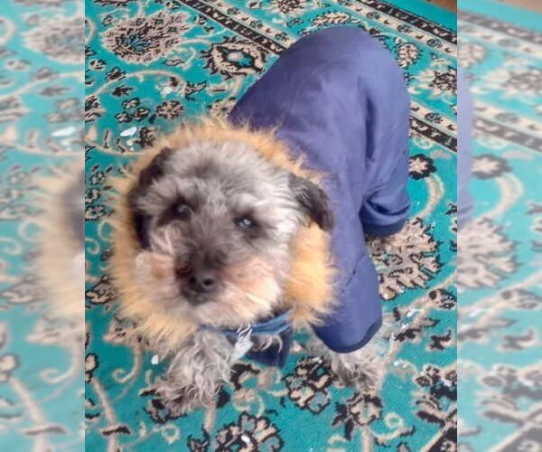 Medium Photo #1 Mutt Puppy For Sale in Cookeville, TN, USA