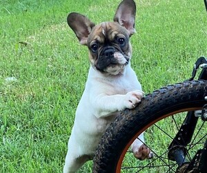 French Bulldog Puppy for sale in DOVER, OK, USA