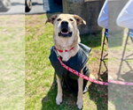 Small #22 Anatolian Shepherd Mix
