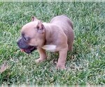 Small American Bully