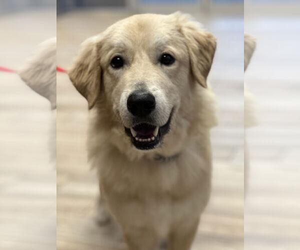 Medium Photo #2 Golden Pyrenees Puppy For Sale in Valrico, FL, USA