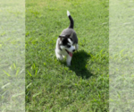 Small Photo #5 Siberian Husky Puppy For Sale in BRKN ARW, OK, USA