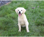 Small #2 Golden Retriever