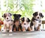 Small #1 Miniature Australian Shepherd