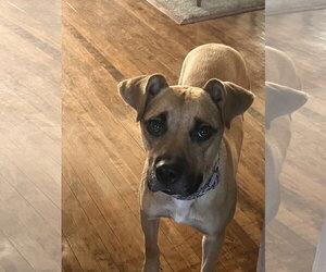 Peanut - Female Boxer-Unknown Mix Dog for Adoption - Photo #5