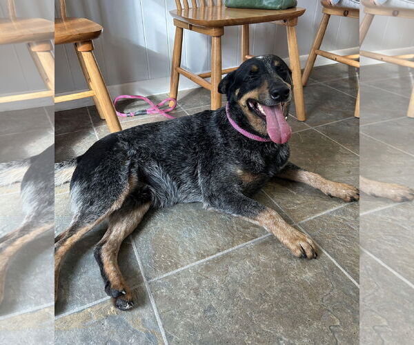 Medium Photo #4 Mutt Puppy For Sale in Monticello, MS, USA