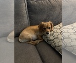 Small Photo #1 Cavapoo Puppy For Sale in PHOENIX, AZ, USA