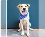 WYLIE - Male Great Pyrenees-Unknown Mix Dog for Adoption - Small photo