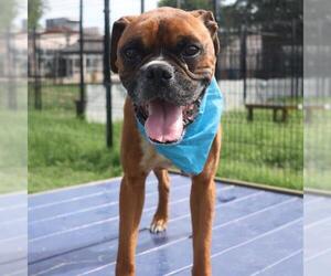 Boxer-Unknown Mix Dogs for adoption in San Antonio, TX, USA