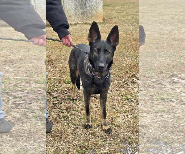 Medium Photo #2 German Shepherd Dog Puppy For Sale in Rustburg, VA, USA
