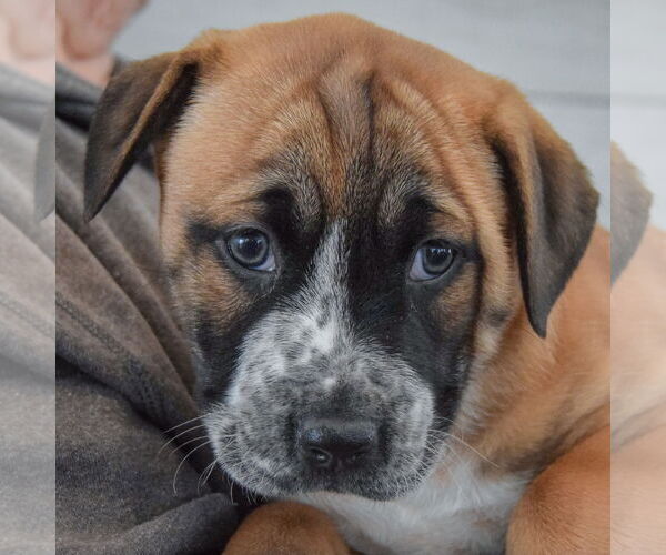 Medium Photo #6 Boxer-Colonial Cocker Spaniel Mix Puppy For Sale in Huntley, IL, USA