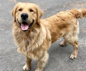 Father of the Golden Retriever puppies born on 04/21/2025