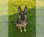 Small #1 German Shepherd Dog