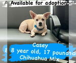 Small Photo #2 Chihuahua-Unknown Mix Puppy For Sale in Boston, MA, USA