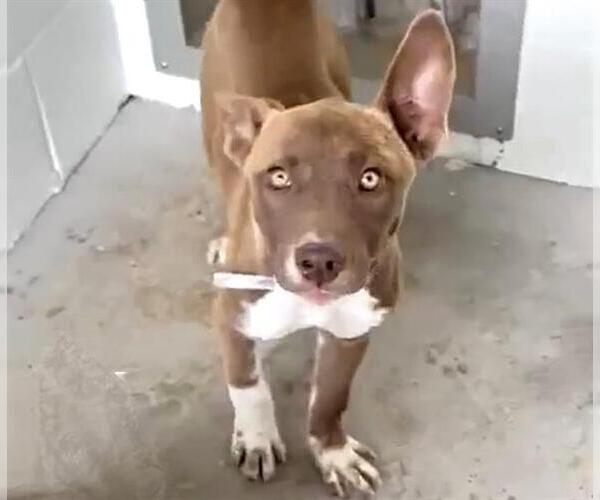 Medium Photo #2 American Pit Bull Terrier-Unknown Mix Puppy For Sale in Houston, TX, USA