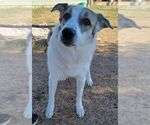 Small #2 Great Pyrenees Mix
