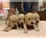 Small Photo #3 Golden Retriever Puppy For Sale in HASLET, TX, USA