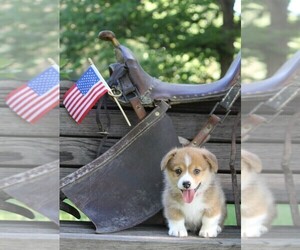 Pembroke Welsh Corgi Puppy for sale in FAIR GROVE, MO, USA
