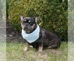 Small Photo #1 French Bulldog Puppy For Sale in NARVON, PA, USA