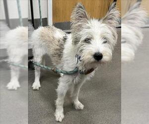 Mutt Dogs for adoption in Forestville, MD, USA