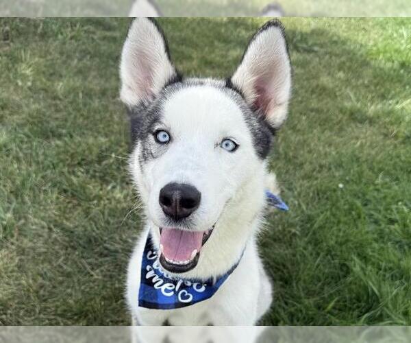 Medium Photo #1 Siberian Husky Puppy For Sale in Pueblo, CO, USA