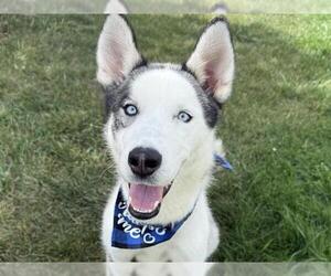 Siberian Husky Dogs for adoption in Pueblo, CO, USA