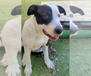American Staffordshire Terrier-Unknown Mix Dogs for adoption in Dana Point, CA, USA