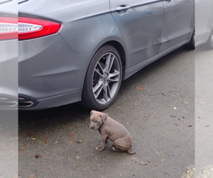 American Pit Bull Terrier-Staffordshire Bull Terrier Mix Puppy for sale in KENT, WA, USA